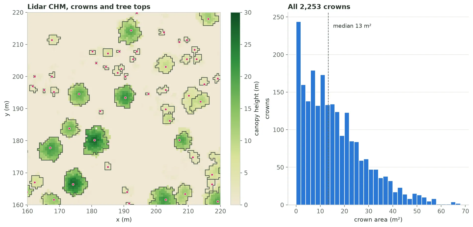 Left: a 60 by 60 metre window of the lidar canopy height model, separate green crowns on cream ground, with dark stair-stepped crown outlines and a pink dot at each tree top; each dot sits inside its own outline, the large crowns are round, the small ones are a few cells across, and outlines meet only where crowns touch. Right: a histogram of crown area for all 2,253 crowns, highest below 2 square metres and falling off steadily to about 65, with a median of 13 square metres.